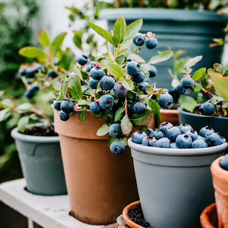 Premium Exotic Giant Blueberry Seeds – Grow Your Own Superfood!