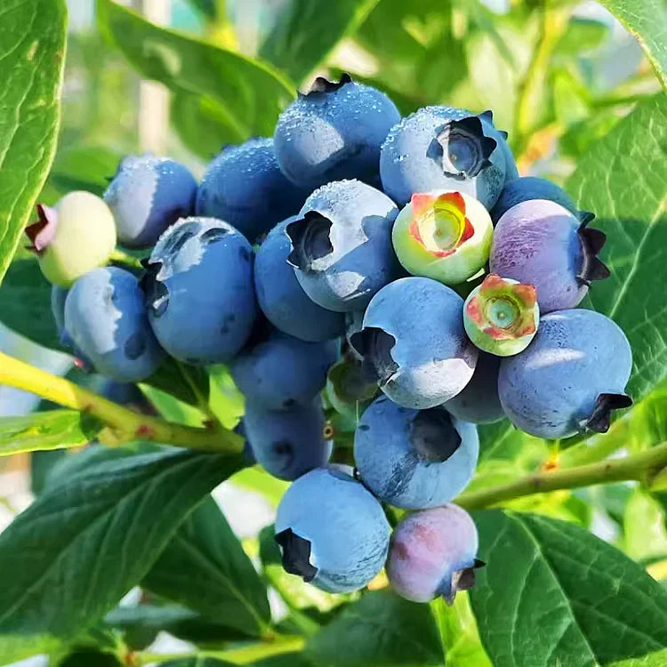 Premium Exotic Giant Blueberry Seeds – Grow Your Own Superfood!