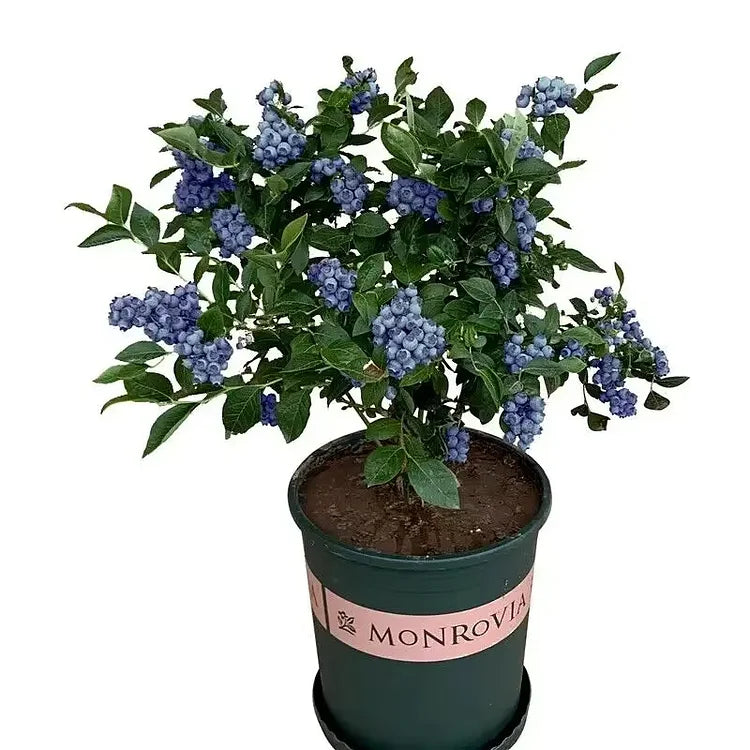 Premium Exotic Giant Blueberry Seeds – Grow Your Own Superfood!