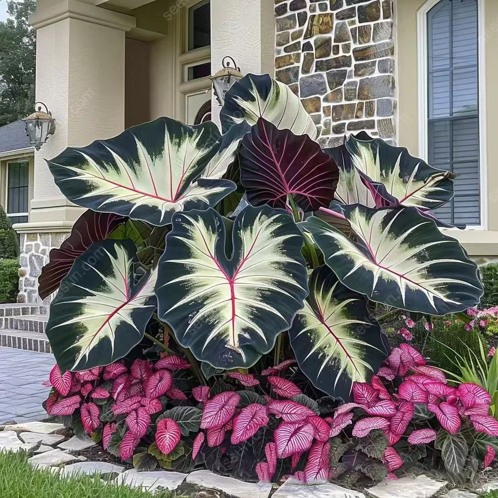 Rare Coleus Seeds - Rare & Unique Varieties 🌱(Pack of 500 Seeds)