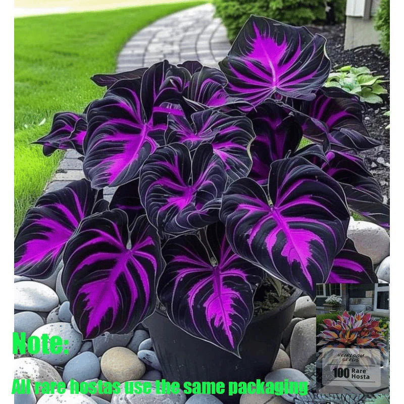 Rare Coleus Seeds - Rare & Unique Varieties 🌱(Pack of 500 Seeds)