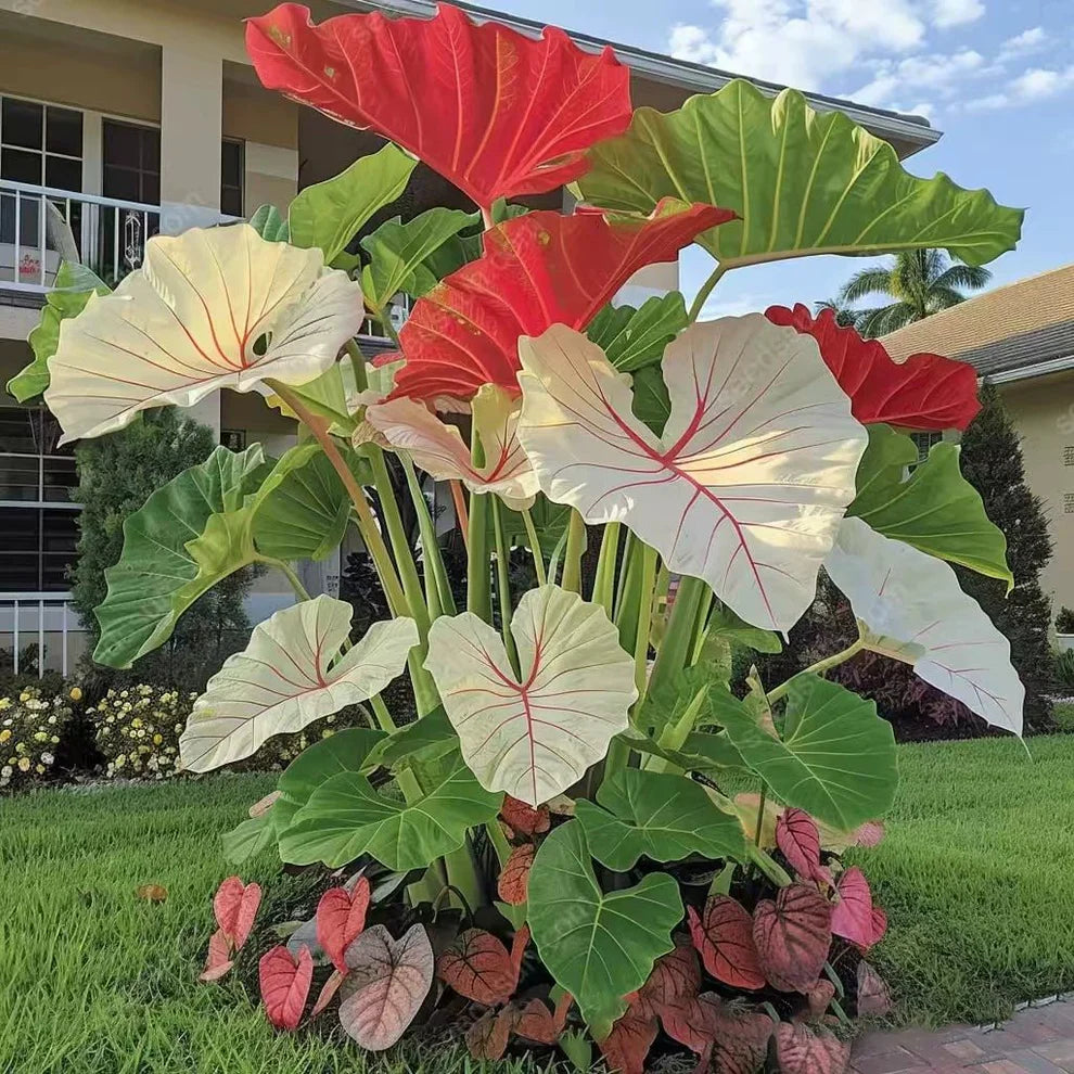 Rare Coleus Seeds - Rare & Unique Varieties 🌱(Pack of 500 Seeds)