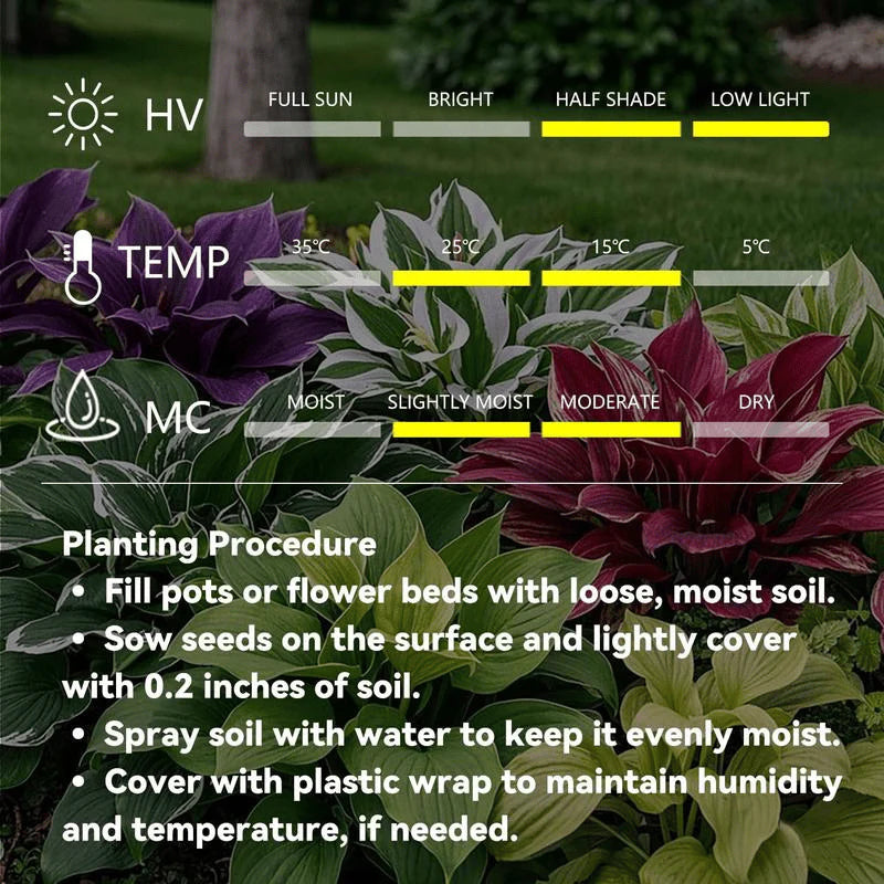 Rare Coleus Seeds - Rare & Unique Varieties 🌱(Pack of 500 Seeds)