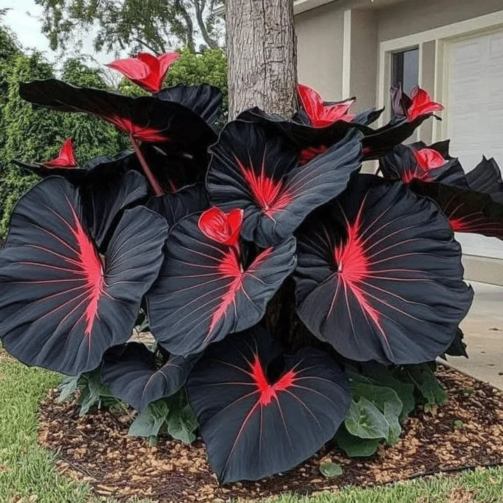 Rare Coleus Seeds - Rare & Unique Varieties 🌱(Pack of 500 Seeds)