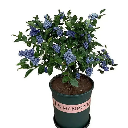 Premium Exotic Giant Blueberry Seeds – Grow Your Own Superfood!