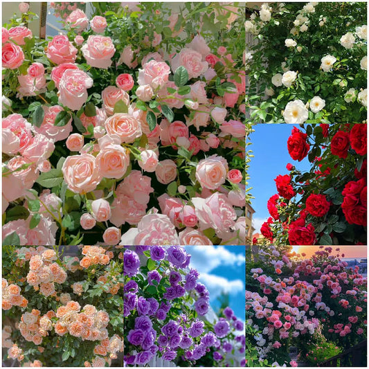Climbing Vine Rose Flower Seeds