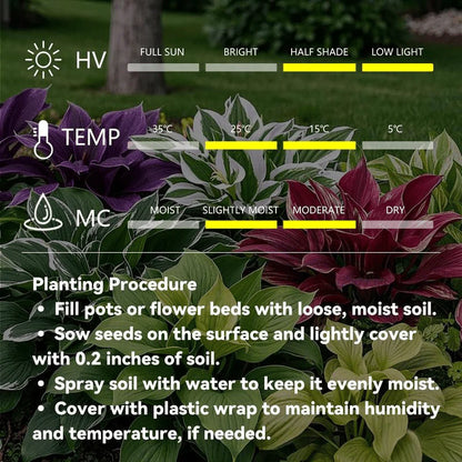Rare Coleus Seeds - Rare & Unique Varieties 🌱(Pack of 500 Seeds)